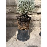 Lavandula x intermedia 'Grappenhall' – Lavande 'Grappenhall'