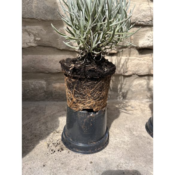 Lavandula x intermedia 'Grappenhall' – Lavande 'Grappenhall'