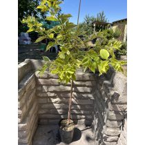   Cornus alba 'Gouchaltii' – Cornouiller blanc 'Gouchaltii'