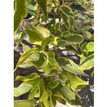 Törzses Sárgatarka levelű som – Cornus alba „Gouchaltii” - Méret: 80