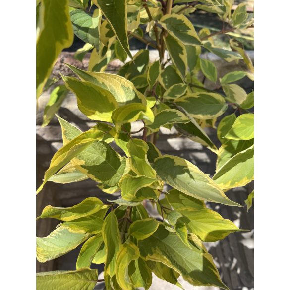Törzses Sárgatarka levelű som – Cornus alba „Gouchaltii” - Méret: 80