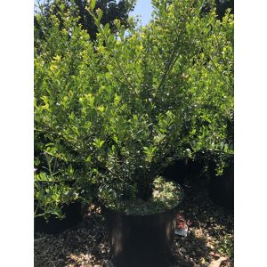 Ilex crenata - aprólevelű magyal