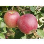 Nyári alma – Summered – Malus