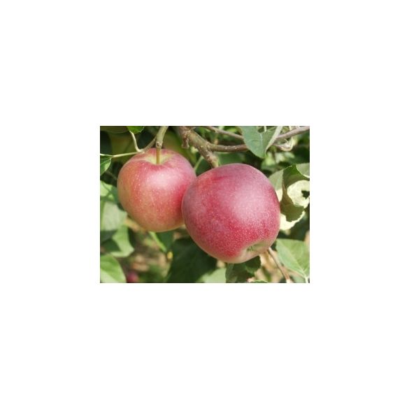 Malus 'Summered' – Pommier d'été 'Summered'