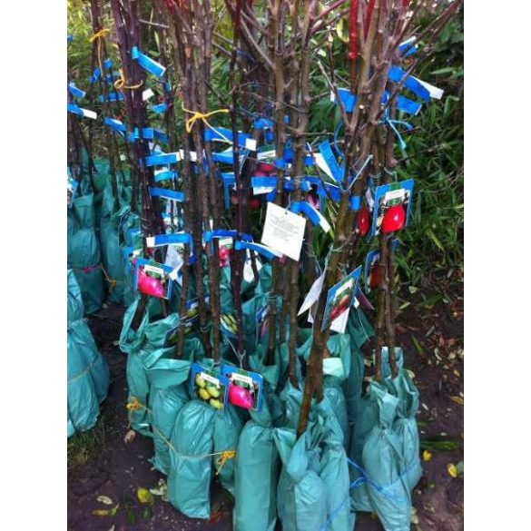 Nyári alma – Summered – Malus