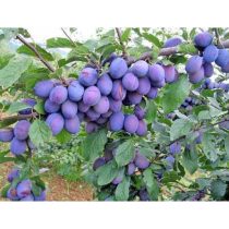 Szilva – Cacanska Rodna – Prunus domestica