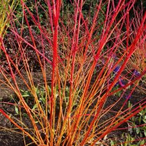 Cornus sanguinea 'Anny's Winter Orange' - Som