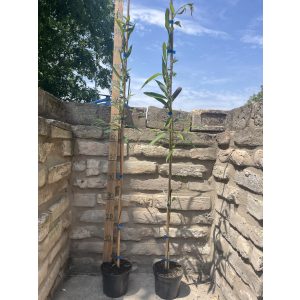 Salix alba ‘Tristis’ 