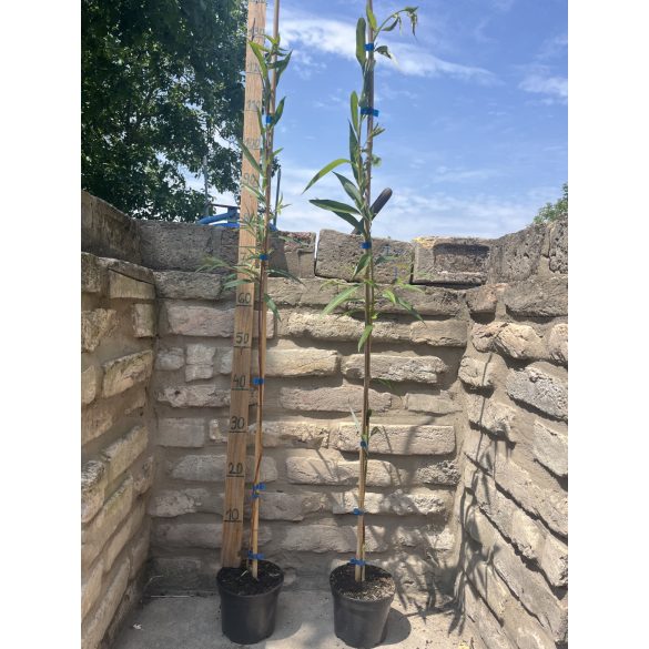 Salix alba 'Tristis' – Saule pleureur
