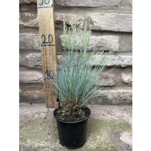 Festuca glauca - Синя трева