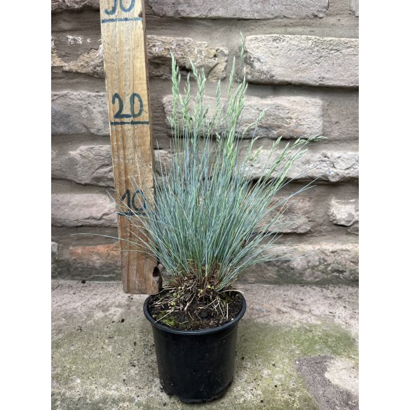Festuca glauca - Синя трева