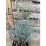 Festuca glauca - Синя трева