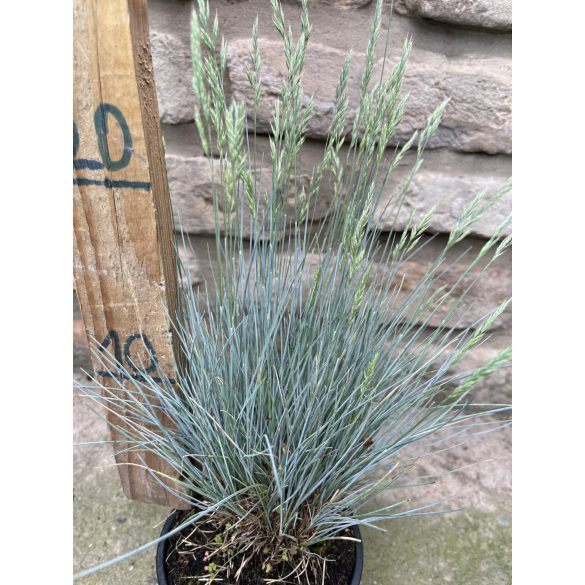 Festuca glauca - Синя трева