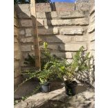 Lonicera nitida 'Maigrün' - mirtuszlonc - Méret: 20/40