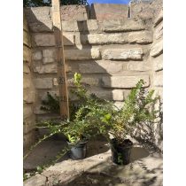   Lonicera nitida 'Maigrün' - mirtuszlonc - Méret: 20/40