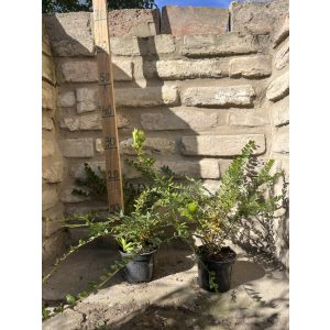 Lonicera nitida 'Maigrün' - mirtuszlonc - Méret: 20/40