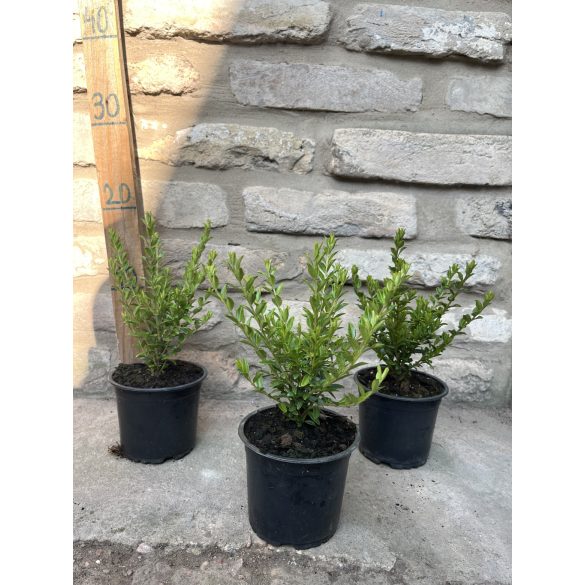 Lonicera nitida 'Maigrün' – Chèvrefeuille coriace 'Maigrün'