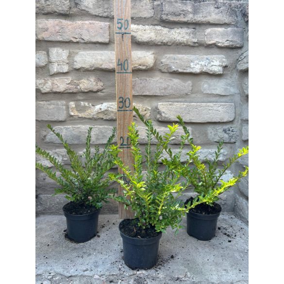 Lonicera nitida 'Maigrün' - mirtuszlonc - Méret: 20/40