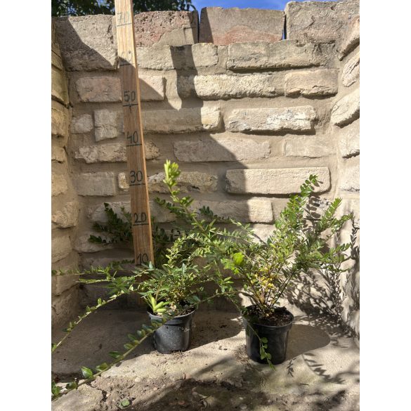 Lonicera nitida 'Maigrün' - mirtuszlonc - Méret: 20/40