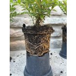 Lonicera nitida 'Maigrün' - mirtuszlonc - Méret: 20/40