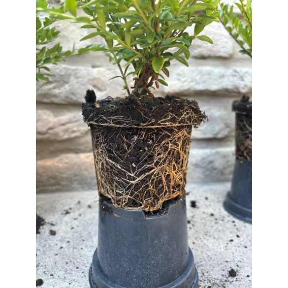 Lonicera nitida 'Maigrün' - mirtuszlonc - Méret: 20/40