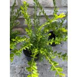 Lonicera nitida 'Maigrün' - mirtuszlonc - Méret: 20/40