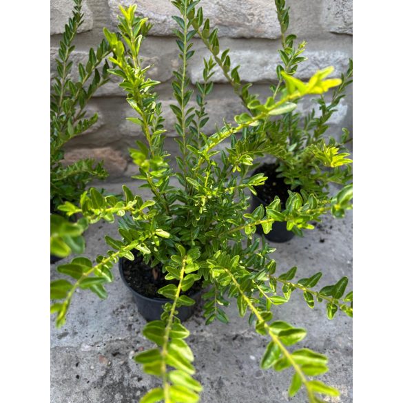 Lonicera nitida 'Maigrün' - mirtuszlonc - Méret: 20/40