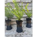 Lonicera nitida 'Maigrün' - mirtuszlonc - Méret: 20/40