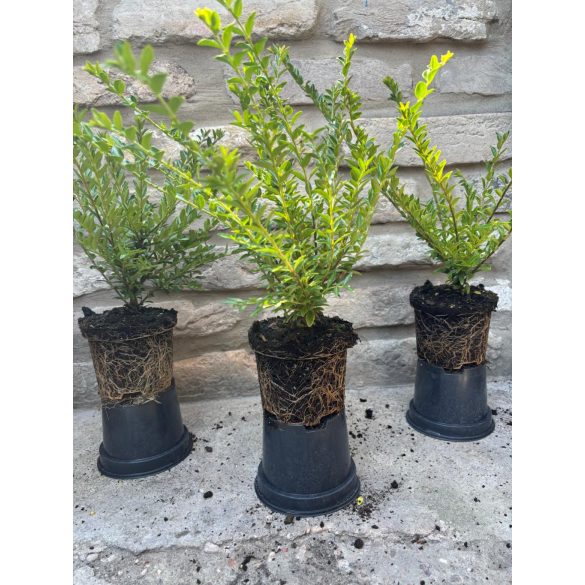 Lonicera nitida 'Maigrün' - mirtuszlonc - Méret: 20/40