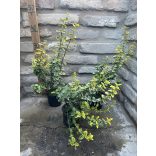 Euonymus fortunei 'Emerald'n Gold' - Arany kúszó kecskerágó - Méret:  15/30