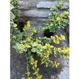 Euonymus fortunei 'Emerald'n Gold' - Arany kúszó kecskerágó - Méret:  15/30