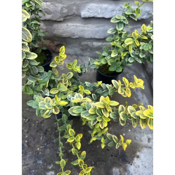 Euonymus fortunei 'Emerald'n Gold' - Arany kúszó kecskerágó - Méret:  15/30
