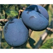   Szilva – Bluefree – Prunus domestica – konténeres - Méret: 120/150