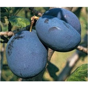 Szilva – Bluefree – Prunus domestica – konténeres - Méret: 120/150