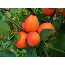   Kajszibarack, Sárgabarack – Magyar kajszi, Magyar C.235 – Prunus armeniaca