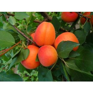 Prunus armeniaca 'Magyar kajszi, Magyar C.235' – Abricotier 'Magyar kajszi, Magyar C.235'