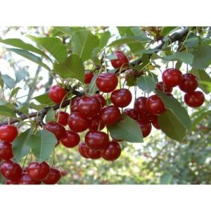 Prunus cerasus 'Újfehértói fürtös' – Cerisier 'Újfehértói fürtös'