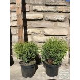 Кълбовидна туя – Thuja occidentalis 'Kobold'