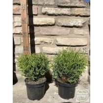   Кълбовидна туя – Thuja occidentalis 'Kobold'