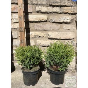 Кълбовидна туя – Thuja occidentalis 'Kobold'