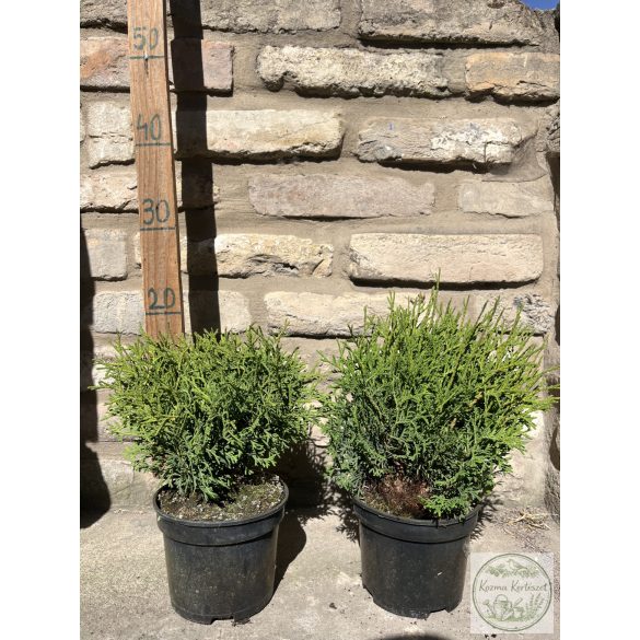 Кълбовидна туя – Thuja occidentalis 'Kobold'