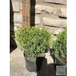 Кълбовидна туя – Thuja occidentalis 'Kobold'