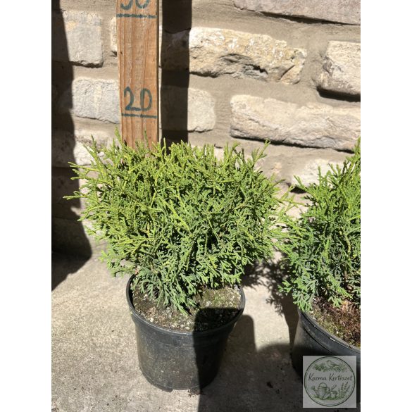 Кълбовидна туя – Thuja occidentalis 'Kobold'