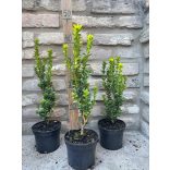 Oszlopos puszpáng 'Fastigiata' - Buxus sempervirens - Méret: 20/40