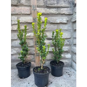 Oszlopos puszpáng 'Fastigiata' - Buxus sempervirens - Méret: 20/40