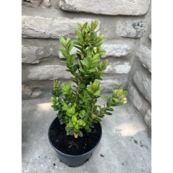 Oszlopos puszpáng 'Fastigiata' - Buxus sempervirens - Méret: 20/40