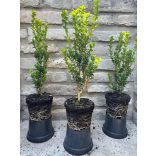 Oszlopos puszpáng 'Fastigiata' - Buxus sempervirens - Méret: 20/40