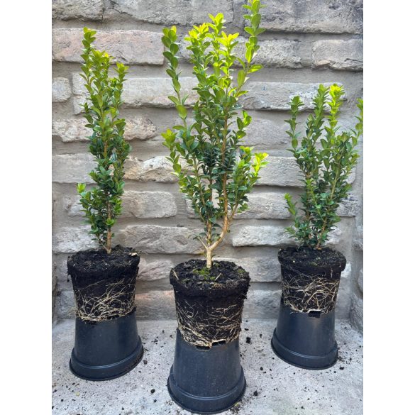Oszlopos puszpáng 'Fastigiata' - Buxus sempervirens - Méret: 20/40