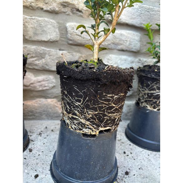 Oszlopos puszpáng 'Fastigiata' - Buxus sempervirens - Méret: 20/40