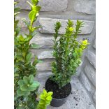 Oszlopos puszpáng 'Fastigiata' - Buxus sempervirens - Méret: 20/40